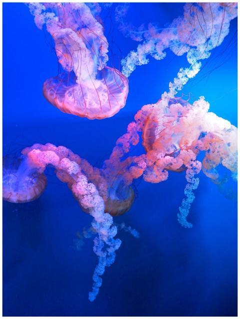 Stunning jellyfish swimming in blue aquatic ambian