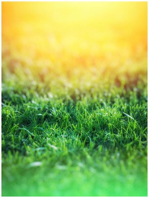 Vibrant green grass under warm sunlight, a tranqui