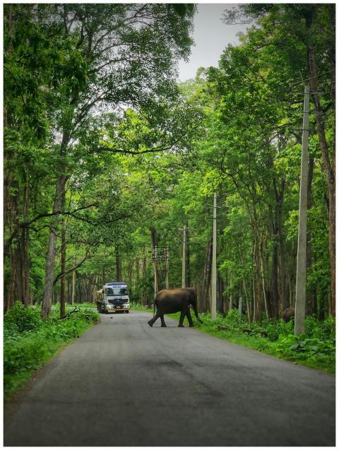An Indian elephant crosses a paved road surrounded