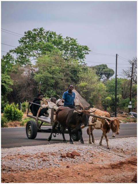 Ox Drawn Cart Rural