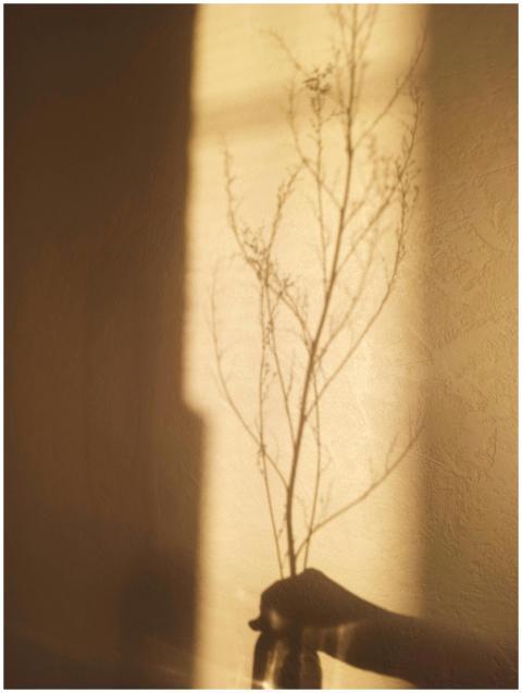 Artistic shadow of a branch cast on a sunlit wall,