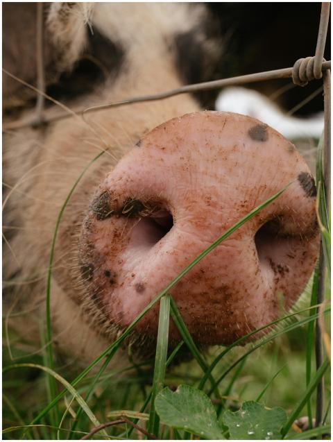 Detailed close-up of a pig's snout peeking through