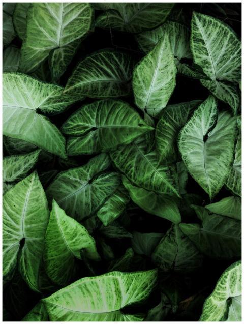 Close-up of lush green tropical leaves showcasing