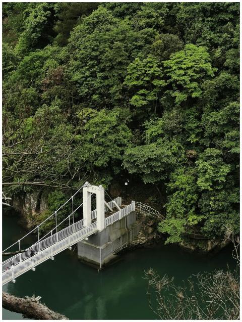 Elegant suspension bridge amidst lush forest green