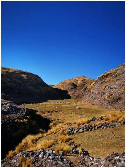 Beautiful rural landscape with livestock grazing i