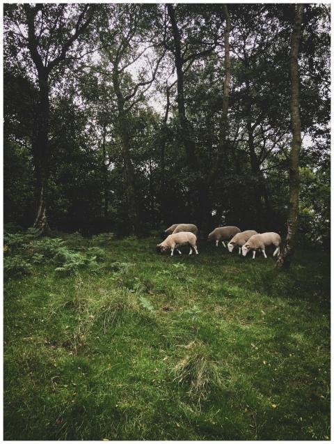 A serene image of sheep grazing in a lush forest i