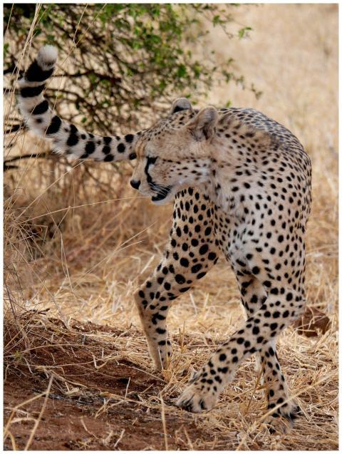 Majestic cheetah gracefully moving through the Afr