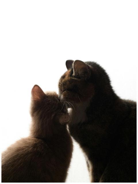 A warm and intimate portrait of two domestic cats