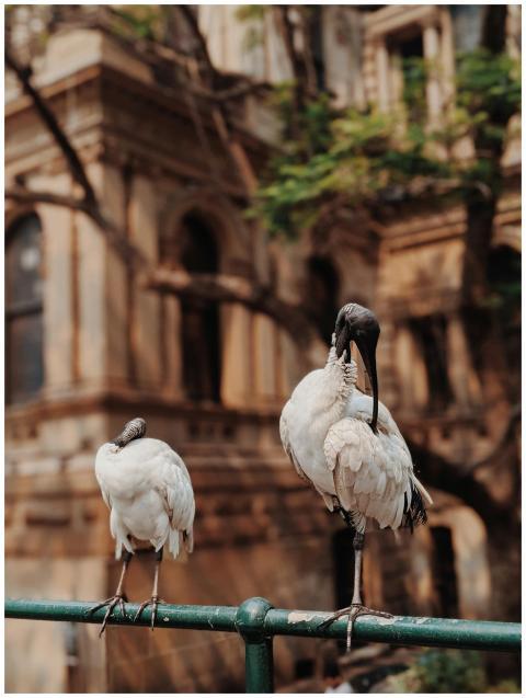 Two Australian white ibis birds perched on a rail
