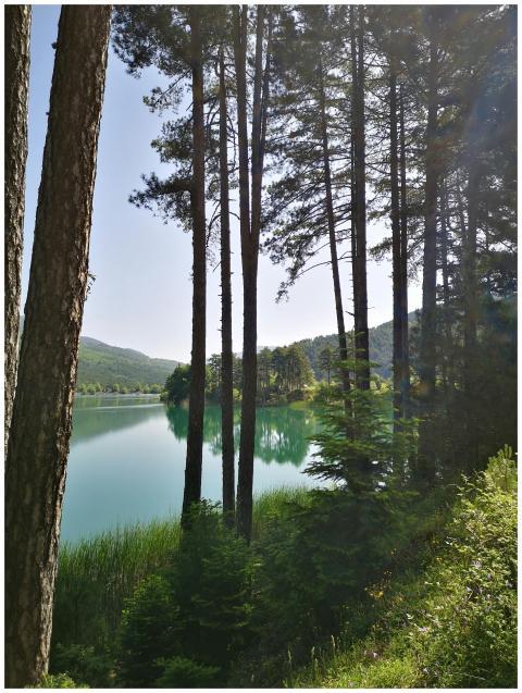 Tranquil forest scene with tall trees around a cle