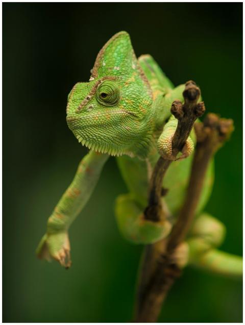A green chameleon sits on a branch with a blurred