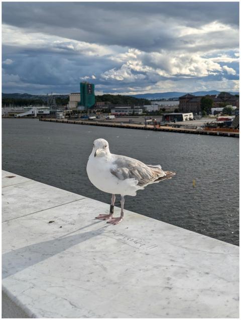 Free stock photo of fiordo, gaviota, oslo's opera