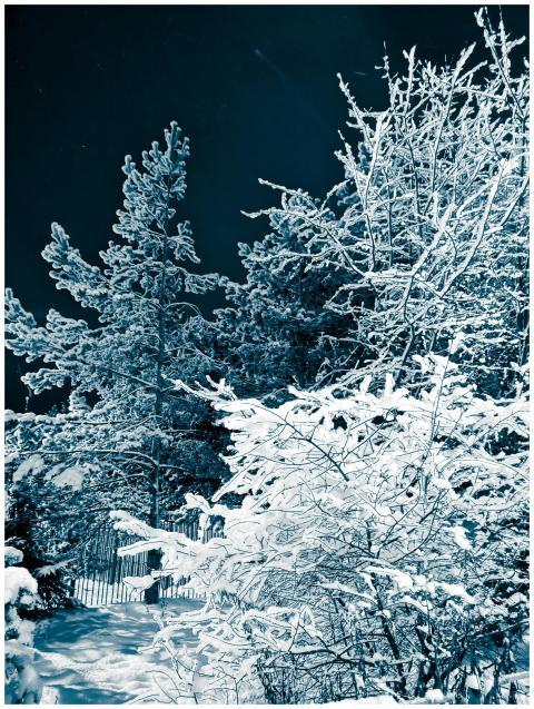 Serene snowy landscape capturing snow-laden trees