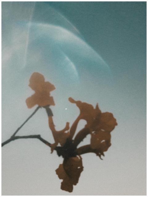 Silhouetted flowers set against a dreamy, blue sky
