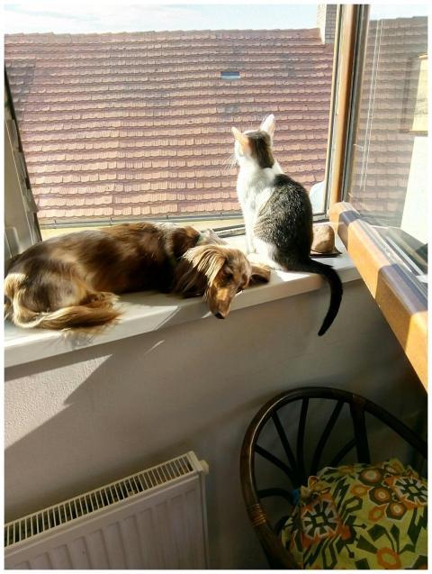 A cat and a dog bask in the sunlight by a window,