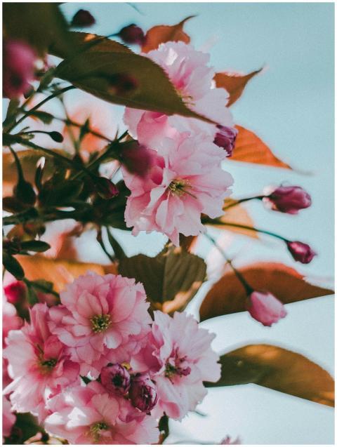 A beautiful close-up of pink cherry blossoms bloom