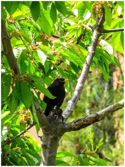 A blackbird rests within a green tree in Líbeznice
