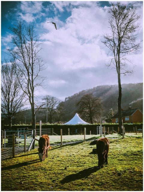 Tranquil farm scene with cows grazing under a blue