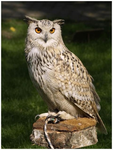 Close-up of a majestic Eurasian eagle owl perched