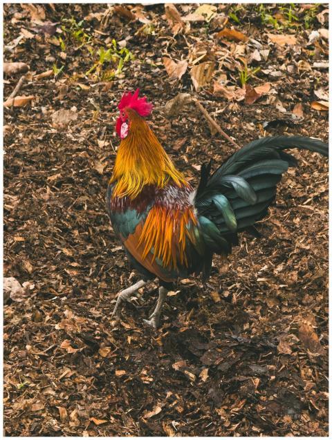 Vibrant Rooster Earthy Forest