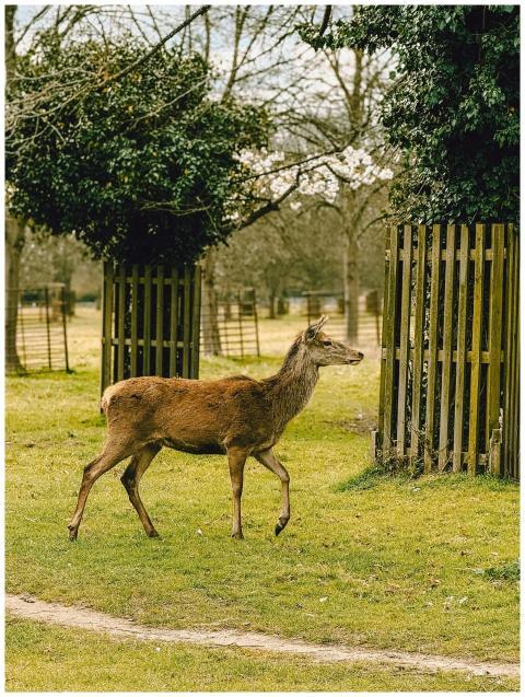A peaceful red deer walking through Richmond Park,