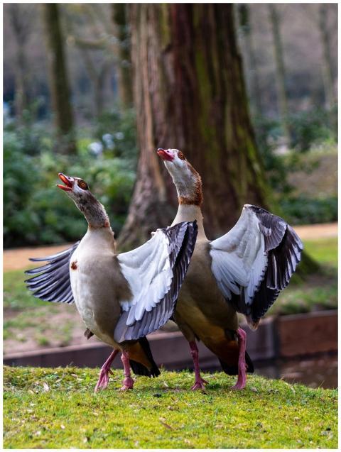 Two Egyptian Geese Displaying