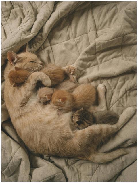 A peaceful scene of a mother cat nursing her kitte