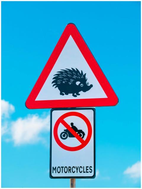 Free stock photo of animal, blue, caution