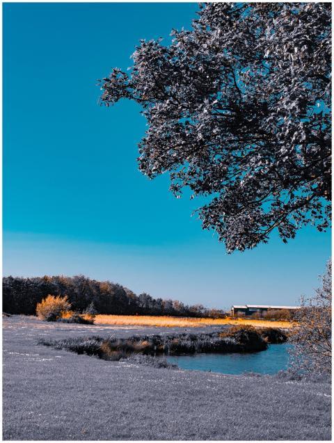 A peaceful winter scene with frosty trees, a calm