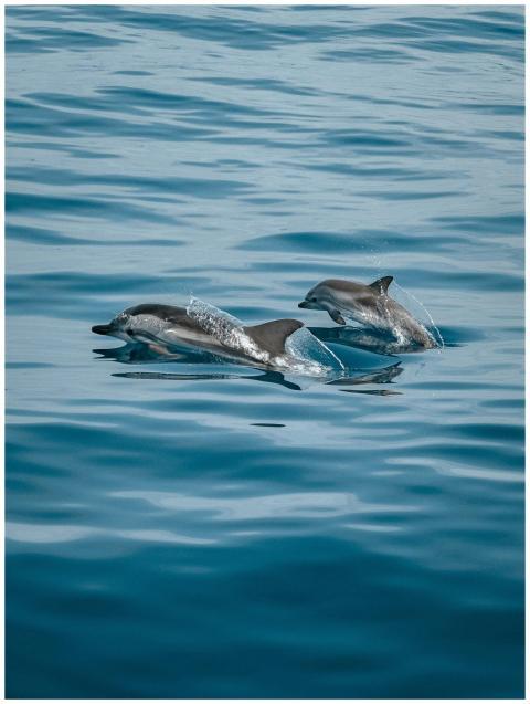 A pair of dolphins gracefully leaping through the