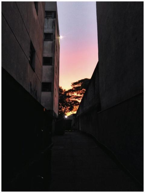 Capture of an urban alley with silhouetted trees a