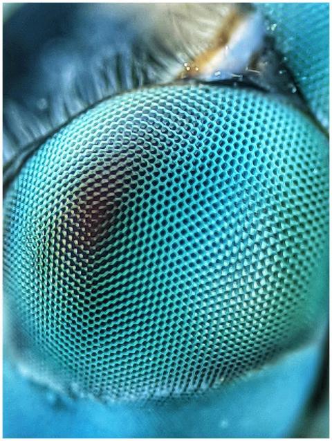 Close Up Insect Compound