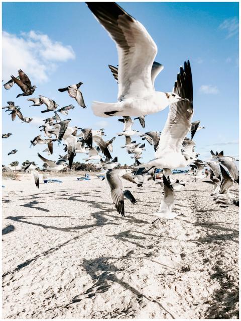 A vibrant scene of seagulls flying over a sunny be