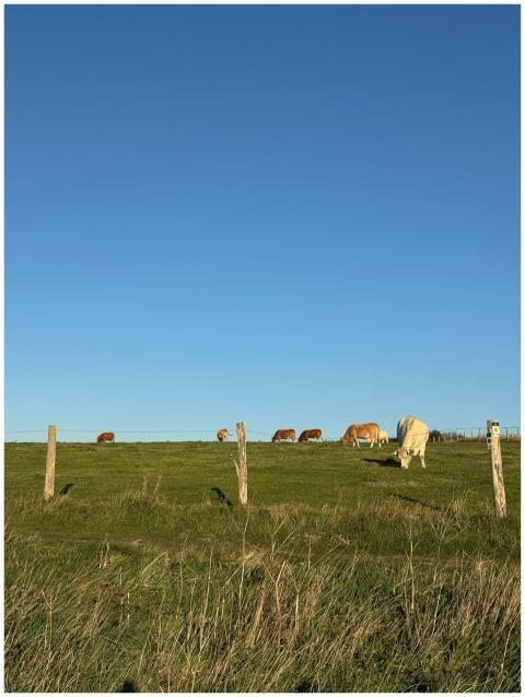 Cows grazing on a hillside under a clear blue sky,