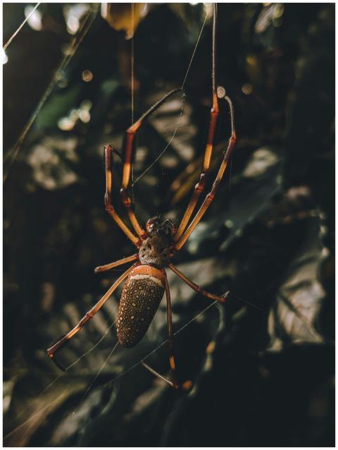 Close-up of a Golden Silk Orb-Weaver spider weavin