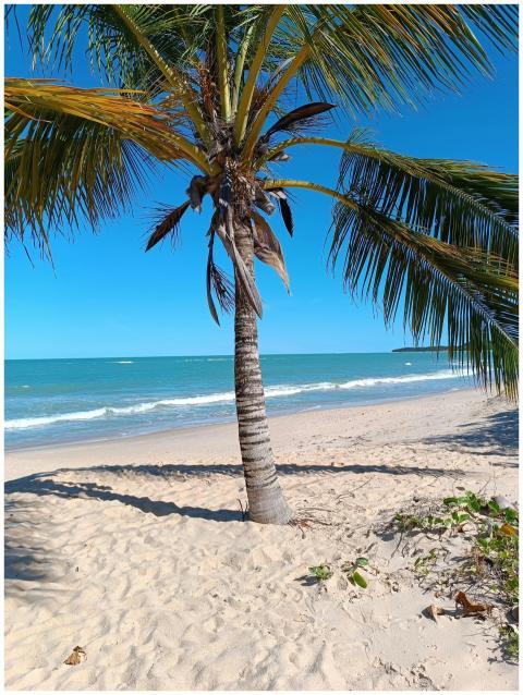 Peaceful tropical beach scene with a palm tree und