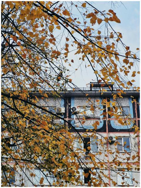 Colorful autumn leaves in foreground with a city b
