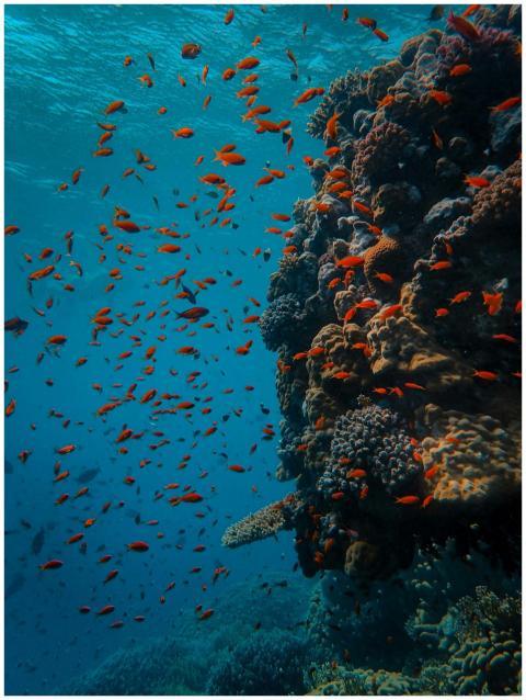 A vibrant coral reef teeming with colorful fish in