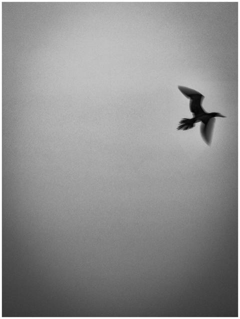 Artistic black and white photo capturing a bird mi