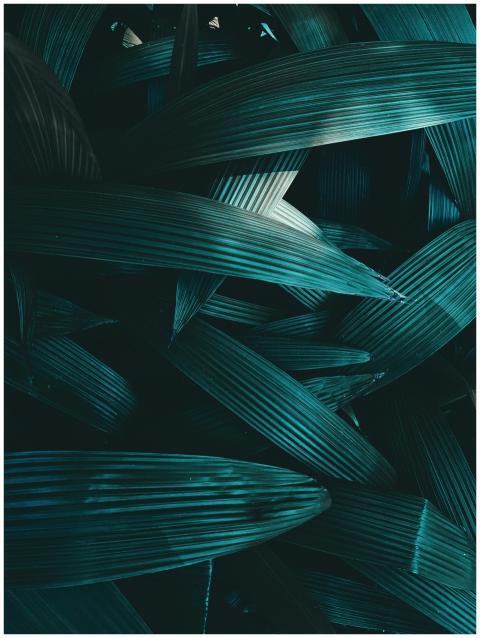 Abstract close-up of dark green geometric foliage