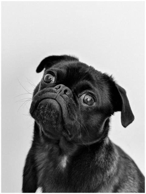 Captivating portrait of a black pug gazing curious