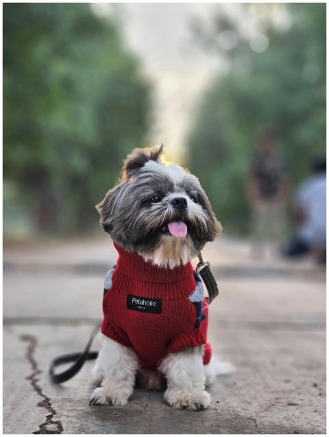 Adorable Shih Tzu Red
