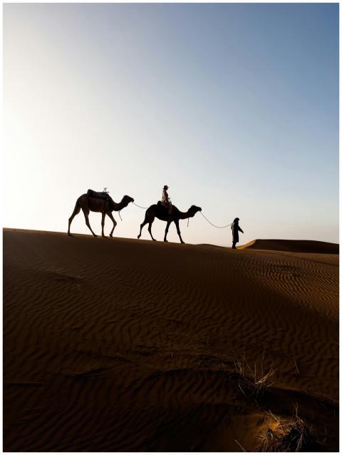 Silhouette of camels and person walking across a s