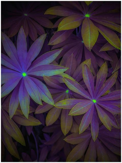 Dynamic close-up of Lupinus leaves showcasing vibr