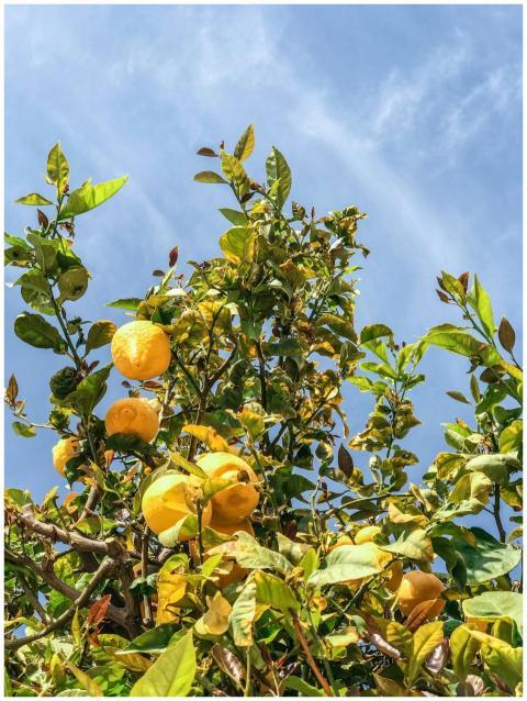 Bright yellow lemons on a lush tree against a clea