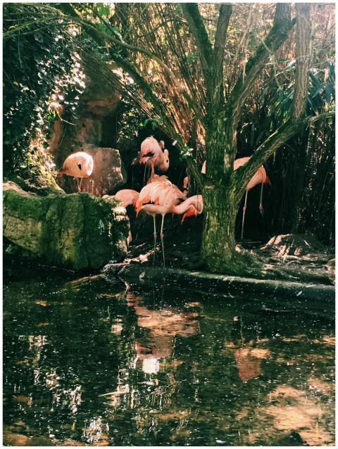 Group of flamingos resting by a pond surrounded by