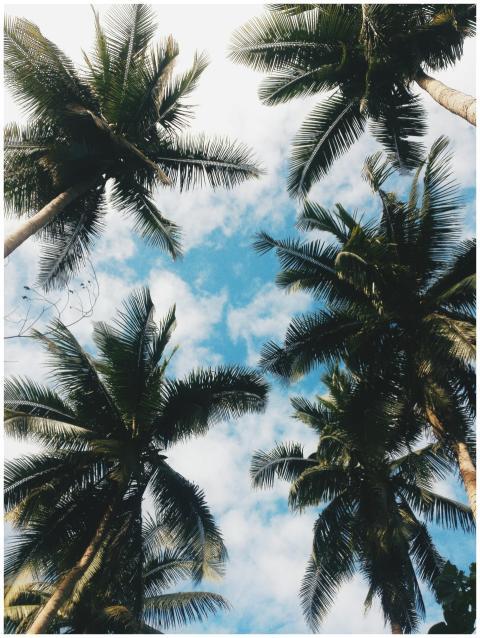 Low-angle view of palm trees against a clear blue