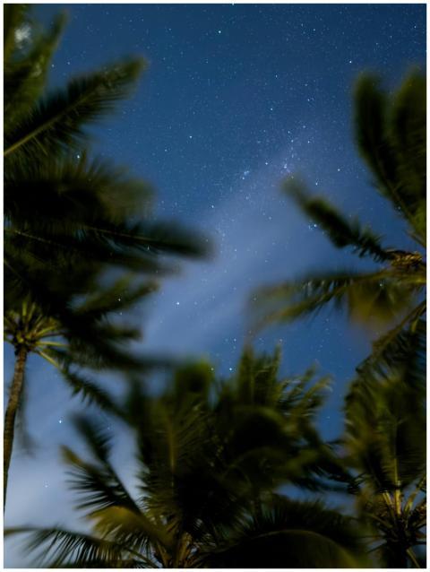 A serene night in Australia with palm trees silhou