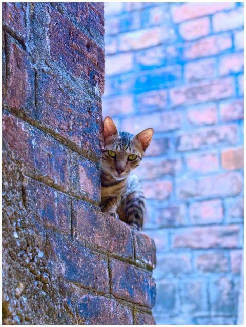 A curious cat peeks out from a rustic brick wall i