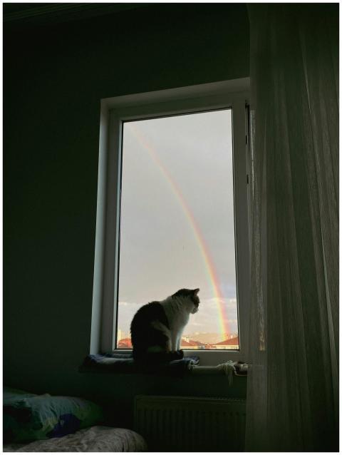 A cat sitting on a windowsill gazes at a vibrant r